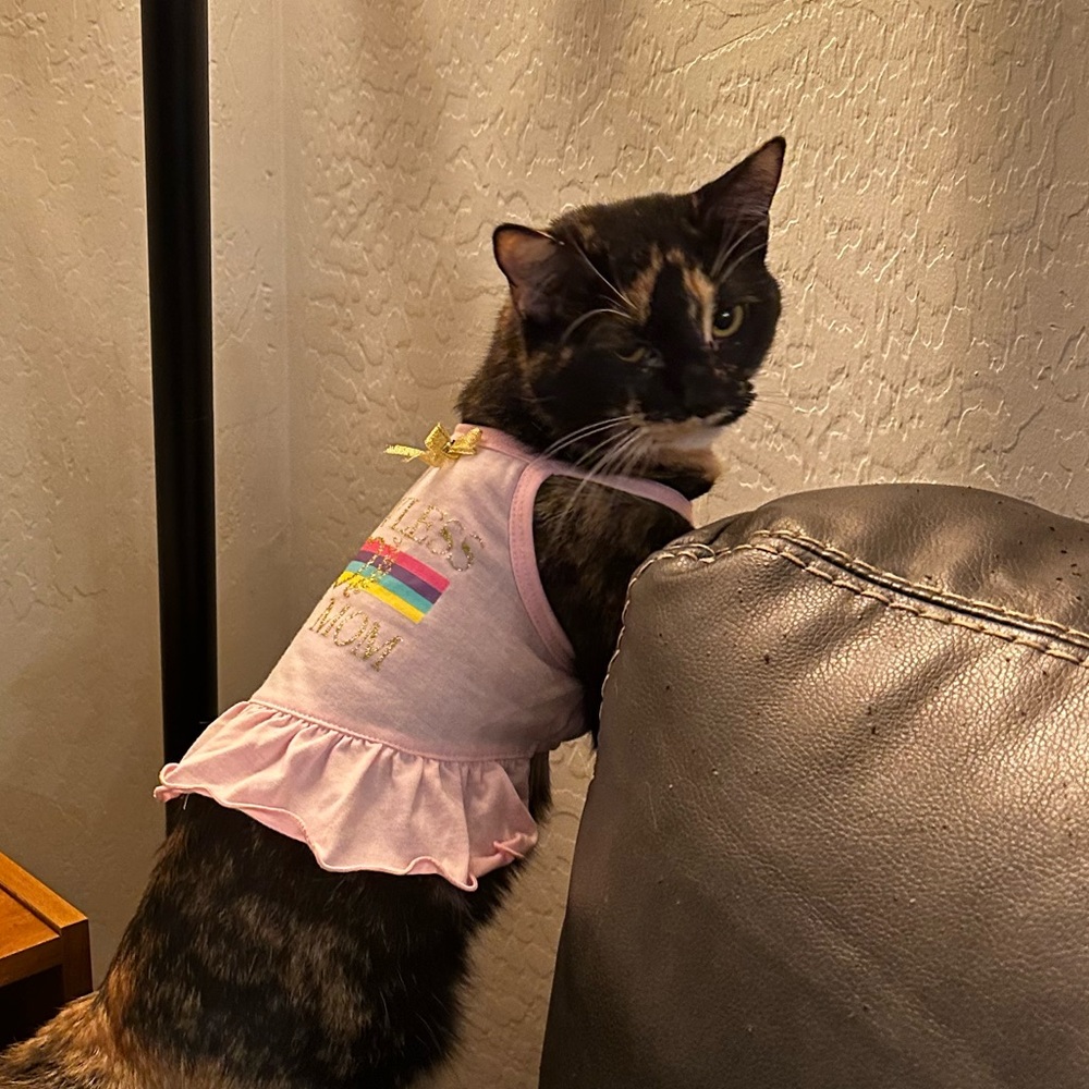 Meet your Posher, Rachel